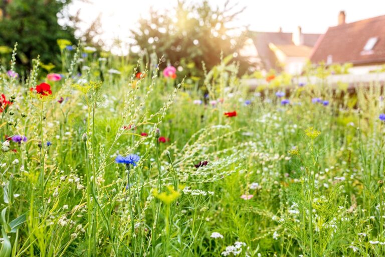 Ein Garten für uns – und für die Bienen